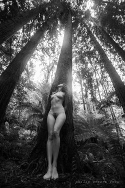philipwernerfoto:    As naked as nature. Doe by Philip Werner Californian Redwood forest (Sequoia trees) planted in 1938 in the Otways, off the Great Ocean Road, Victoria, Australia. January 2014  
