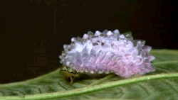 masturb88:  mystracarlile:  hashtagsadface:  housewitch:  Jewel Caterpillar  a caterpillar is prettier than me   just look at the awesome moth it turns into    Fuck that shit moth i would cry if i saw that