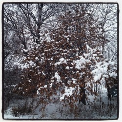 Most definitely a #winter #wonderland today ❄️#snow
