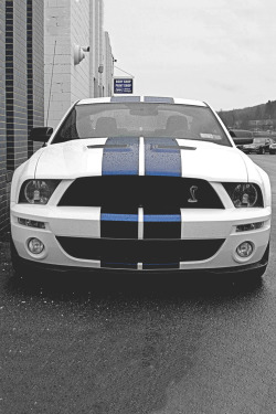 italian-luxury:  Shelby GT 500 | Mustang | Source 5.4 Litre Superchared V8 engine that produces 500hp and an upgraded version that produces 540hp. Goes from 0-62mph in a little over 4 seconds. Starting at 43,000.00 this a beauty to any mustang fan,