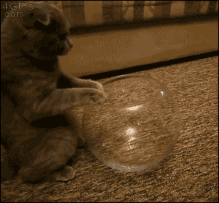 mypunkpansexualtwin:  ourcomicallyawesomeworld:  miniaturedeerfestival:  4gifs:  Scottish Fold…morlike Scottish Bowld. [video]  HOW DOES IT FIT THIS IS NOT RIGHT SOMEONE CALL A SCIENTIST  As I scientist I can say that cats don’t abide by the laws