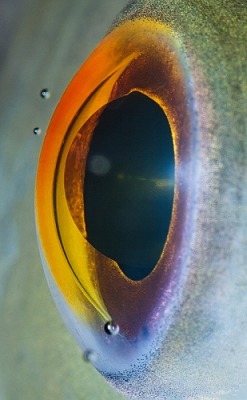coolthingoftheday:  So, in following with my top ten post about animal eyes the other day: here’s a photographer who only takes pictures of eyes. Thank you nubbsgalore for bringing her work to my attention. (Artist) 