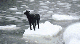 funnyandhilarious:  Dog Left Stranded On Ice Sheet In Russia Saved By Sailors »