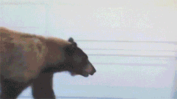 sizvideos:  OMG it’s a bear! OMG it’s a man!Video