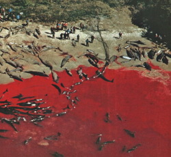 vintagenatgeographic:  Bloody war for economic survival dooms about a thousand bottle nose dolphins and false killer whales, herded ashore and clubbed to death by fishermen of Iki Island in Japan National Geographic | April 1979