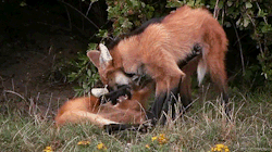 biomorphosis: The maned wolf is the largest canine species in South America and closely resembles a red fox on stilts because of its long legs. It is neither a wolf, fox, coyote, or dog  but rather a member of its own Chrysocyon genus, making it a truly