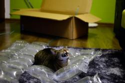 singlekinkymaster:  daksinakke:  funfrom4chan:  So my cat likes unpacking..  thats the happiest fucking cat ive ever seen  i have th same reaction to bubble wrap   Another happy cat THIS IS A GREAT NIGHT