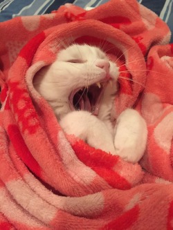 pinkandinked:  Sleepy kitty 