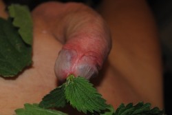 dicksubslut: gymboas:  My nettle stuffing. More fun pictures with nettles on my blog; “ nettlefun.tumblr.com “ .   Sir faggots are for pain not pleasure Sir  For me, pain and pleasure are well connected. I see it as a win - win if my pain pleases