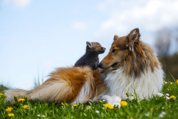 halayn:  solaniar:  sistahmamaqueen:  awesome-picz:    Dog Adopts A Baby Fox After His Mom Died In A Car Accident  IT’S LIKE THE FOX AND THE HOUND BUT EVERYONE LIVES HAPPILY EVER AFTER AND IT’S A COLLIE.   halayn has some cute dog and notafennec!