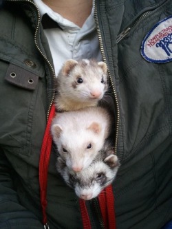 ferretix: this is proper business wear X3 hurr gettit cus a group of ferrets is a business of ferrets lulz