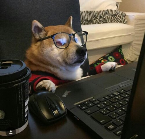 doggosource:basically me everyday since march 2020