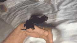 detroit-to-tadfield:  annabellioncourt:  gothiccharmschool:  gifsboom:  So You Think You Can Fly. [video]  Oh, precious baby bat!  That’s not a bat that’s a baby dragon.  Oh baby bat where are you going?   &lt;3 &lt;3 &lt;3