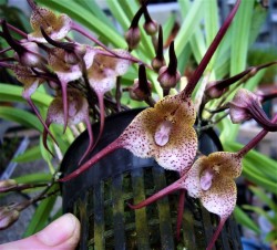 orchid-a-day:   Dracula navarrorum   April 2, 2019  