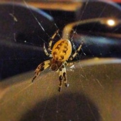 Spider from work last night. Evil beast. #spider #creepy #nope #ohhellno #hewilleatyoursoul