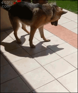 sirnicholassurvive:  Dogs are just wonderful creatures.  