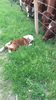 fruitcrocs:  AAAAA COWS AND A DOG ???? I AM SO IN LOVE LOOK AT THESE COWS THEYRE SO CURIOUS THEY WANNA SAY HI TO THE PUPPY I LOVE COWS SO MUCH 