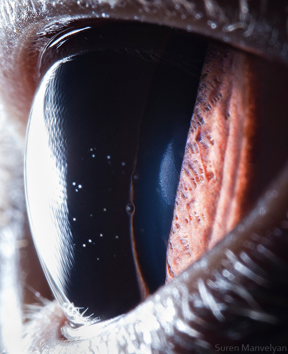 Animal Eye Close-Ups By Suren Manvelyan - Science Llama
