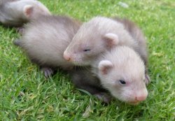 paleception:  plantyr:  lil' nature blog  online garden here  I love ferrets &lt;3