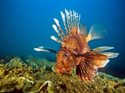 mysticmistake:  A lion fish in the Caribbean Coral Reef