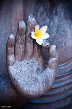 souloftheroseurluv:  buddhabe:  Buddha Hand  souloftheroseurluv  ༺ ॐ A Sensual, Spiritual and Sophisticated blog ॐ ༻