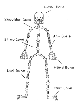 stilleatingoranges:  Accurate diagram of the human skeleton. Still Eating Oranges 