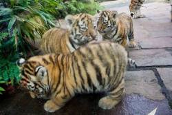 awwww-cute:  Tiny chubby tiger cubs (Source: http://ift.tt/1IsP8ni)