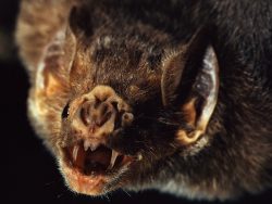 sixpenceee:  Vampire bats will die if they can’t find blood for two nights in a row. Luckily, generous well-fed bats will often regurgitate blood to share with others, in exchange for grooming. This has been noted by many naturalists as an example of