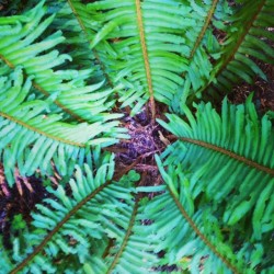 #moemeatproduction #fern #redwoods #aveofthegiants #groves #daytrip #details