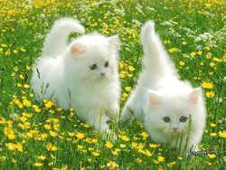 Kittens ฅ^•ﻌ•^ฅ