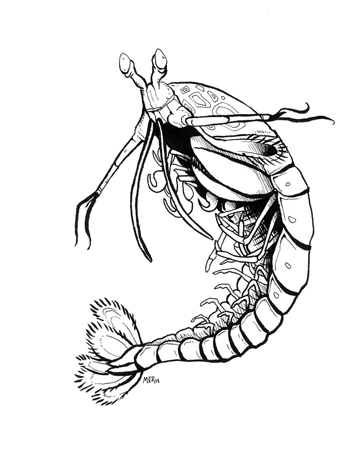 mantis shrimp coloring pages - photo #16