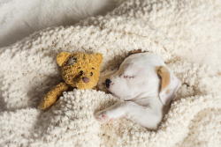  In case you’re having a bad day…here are some puppies sleeping with stuffed animals. (Credit: 1, 2, 3, 4, 5, 6, 7, 8, 9, 10. A note on the first puppy: At 5-&frac12; weeks old, Daisy was mauled by a larger dog. As a result of that attack, she lost