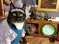 cat-cosplay:  WHAAAAAT UP!   Yeah I got bored and thought, Why are you such a grumpy douche Rick? Go to the Garage and transfer your mind into a Cat version of yourself and get embroiled in some internet hijinks!  KITTY RICK! 