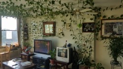 houseplant-lover: lavalamps:  A friend sent me these photos of a home he’s doing some work in… literal home goals.  wtf thats the prettiest domestic jungle I have ever seen! MUST HAVE 