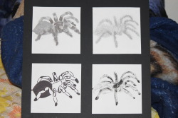 Still busy doing school stuff you even draw updates :/ So, here&rsquo;s some more school work. Its a tarantula drawn with different things in different ways. Enjoy