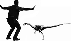 extinction-illustrated:  So the Tetrapod Zoology Podcast pointed out that the scale bar for the Welsh theropod Dracoraptor hanigani is Chris Pratt. 