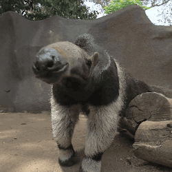 sdzoo:  The giant anteater’s sense of smell is 40x more powerful than ours. 