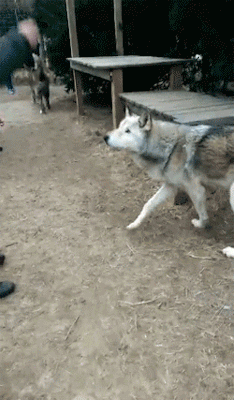 jaylenejoybeligan:  onlylolgifs:  wolfdog  My dog