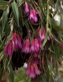 orchid-a-day: Dendrobium protractum May 8, 2019  