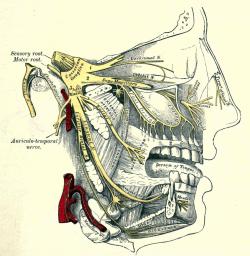 biomedicalephemera:  Area of distribution of the three branches of the trigeminal nerveThe trigeminal nerve (cranial nerve V) has three primary branches: the ophthalmic (V1), maxillary (V2), and mandibular (V3). Each of these branches has sub-branches,