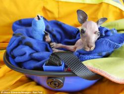 magicalnaturetour:  Blue Gum the baby kangaroo bounces back to life after he was pulled from dead mother’s pouch during bushfires.  : Blue Gum will be cared for at the wildlife center for two years. In the wild he would have stayed in his mother’s