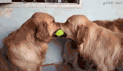 tastefullyoffensive:  Tennis ball tug of war. (video by Evelyn Lou‎)