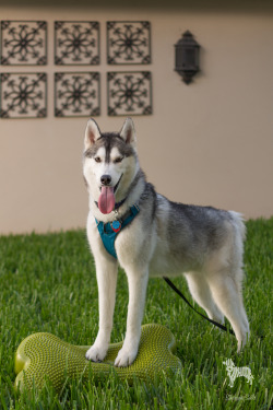 huskyhuddle:  Today in PT adventures, Hubble got on the fitbone and would not get off. He did his turns on the forehand and hind and then decided to stay here and watch the neighbors judge us. Hubble judges right back you know, and he does not think