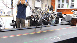 zerostatereflex:  MIT Robotic Cheetah Oh HELL YES. Notice in the 2nd gif the “cheetah” runs untethered. &ldquo;MIT researchers have developed an algorithm for bounding that they’ve successfully implemented in a robotic cheetah.&rdquo; AWESOME. &ldquo;The