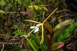 orquidofilia:  Epidendrum sp. (Group Nocturnum), in situ,   Bosque de Protección Alto Mayo to Tarapoto route, San Martín, Peru. Orchidaceae: Laeliinae. By  MuddyBoots Peru. [1] [2] [3] 