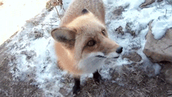 the-absolute-funniest-posts:  heyfunniest: WHAT DOES THE FOX SAY : RINGDINGINDINGINDINGINDING