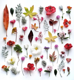 culturenlifestyle:  Visually Sublime Compositions That Celebrate Treasures Found in Nature Ja Soon Kim’s photography series explores beautifully arranged and structured wild flora and fauna that she collects during her lonely expeditions to the enticing
