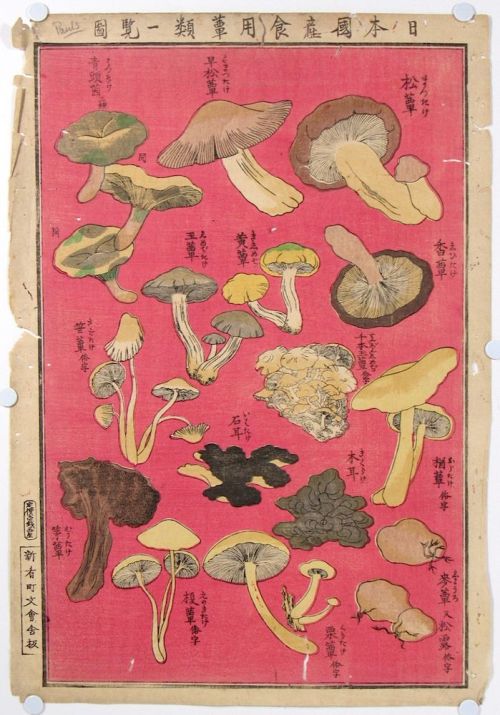 huariqueje: Chart of Edible Japanese Mushroom Types   ,    Early 20th Century     Ukiyo-e  Japanese art Woodblock,  6.25 x 3.75 in. 