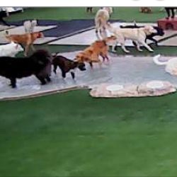 My dogs daycare has video cameras so I can watch them 