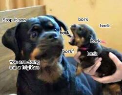 froobs:  bork megapost   #Cutesday